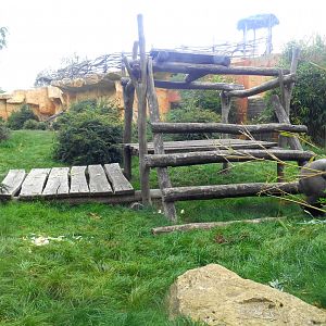 First Gorillas Exhibit