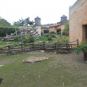 African Spurred Tortoises Exhibit