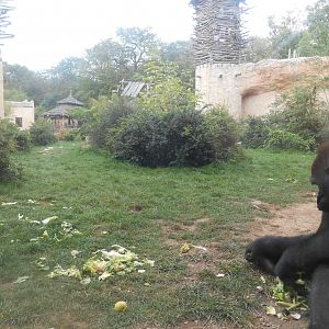 Second Gorillas Exhibit