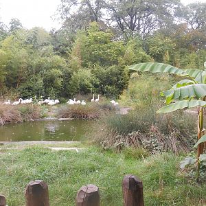 Lesser Flamingos Exhibit