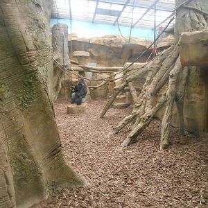 Gorillas Indoor Exhibit