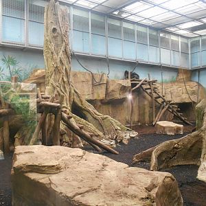 Gorillas Indoor Exhibit