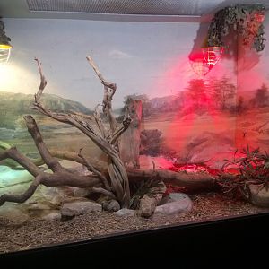 Utila Iguana Terrarium