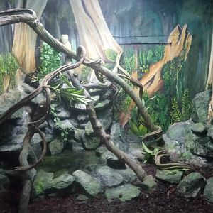 Mangrove Snakes Terrarium
