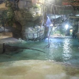 Nile Crocodiles Terrarium