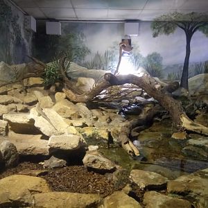 Sudan plated lizard Terrarium