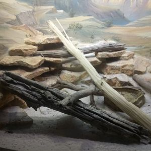 Leopard Geckos Terrarium