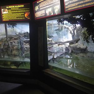 Caimans and Turtles Terrarium