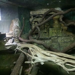 Crocodile Monitors Terrarium