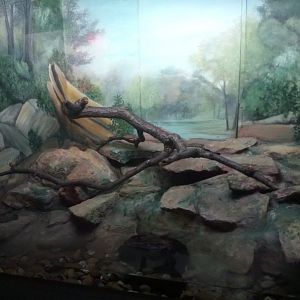 Viperine Water Snake Terrarium