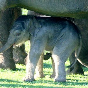 Asiatic elephant calf; Whipsnade; 22nd October 2011
