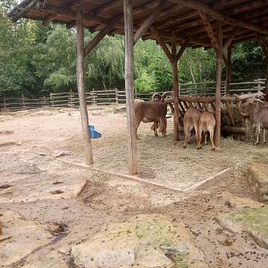 Barbary Sheeps Exhibit
