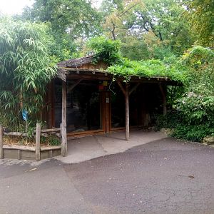 Peruvia : Green Iguanas Terrarium