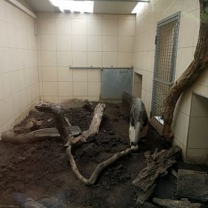 Peruvia : Giant Anteaters Indoor
