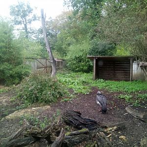 Peruvia : Giant anteaters Exhibit