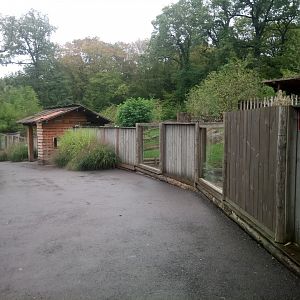 Peruvia : South American Exhibit (Tapirs)