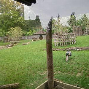 Peruvia : South American Exhibit (Tapirs)