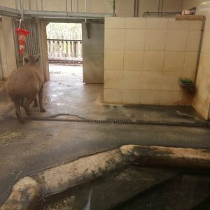 Peruvia : Brazilian Tapirs Indoor