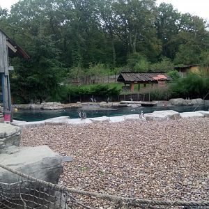 Peruvia : Humboldt Penguins Exhibit