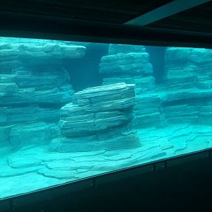 Peruvia : Humboldt Penguins Pool