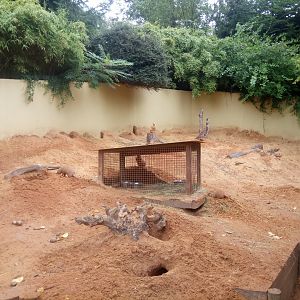 Black-tailed Prairie Dogs Exhibit