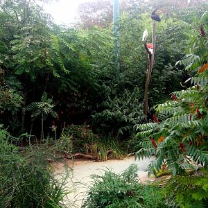 Wading Birds Walkthrough Aviary
