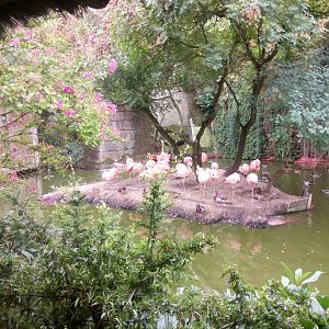 Chilean Flamingos Pond