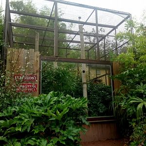 Common Marmosets Exhibit