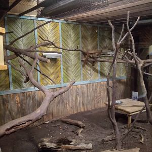 Southern Tamanduas Indoor Exhibit