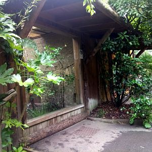 Cotton-top Tamarins Exhibit