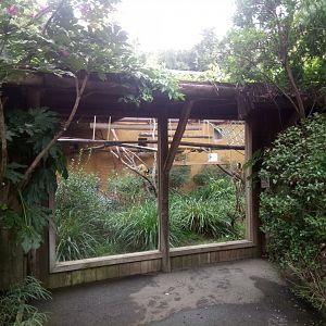 Black-capped Squirrel Monkeys Exhibit