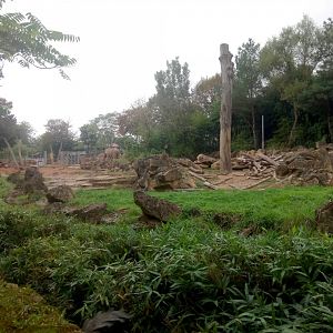 African Elephants Exhibit