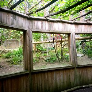 Silvery-cheeked Hornbills Aviary