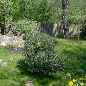 Kirk's Dik-dik Exhibit
