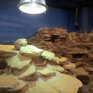 Giraffe House : Common Gundis Exhibit