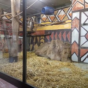 Giraffe House : Mandrills Indoor