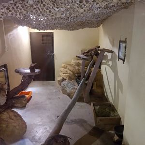 One of the Sand Cats Indoor Exhibit