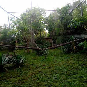 Black-and-white Ruffed Lemurs Exhibit