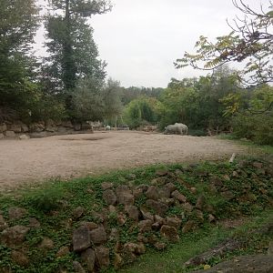 First Southern White Rhinoceros Exhibit