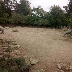 First Southern White Rhinoceros Exhibit