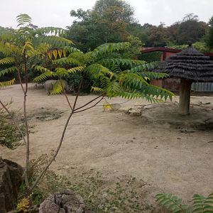 Second Southern White Rhinoceros Exhibit