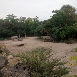 Second Southern White Rhinoceros Exhibit
