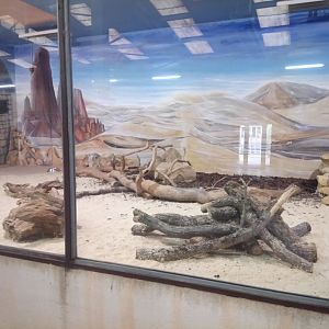 Rhino House : Fennec Fox Indoor Exhibit