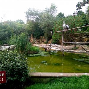 Pink-backed Pelicans and White Storks Exhibit