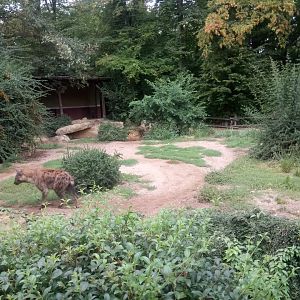 Spotted Hyenas Exhibit