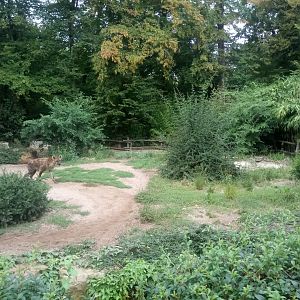 Spotted Hyenas Exhibit