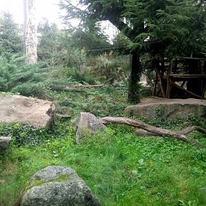 Snow Leopards Exhibit