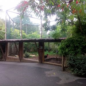 Southern Ground Hornbills Aviary