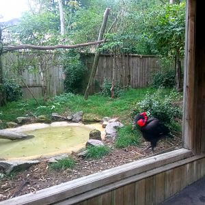 Southern Ground Hornbills Aviary
