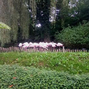 Greater Flamingos Pond